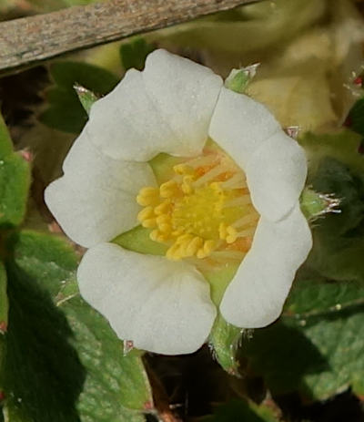 potentilla sterilis