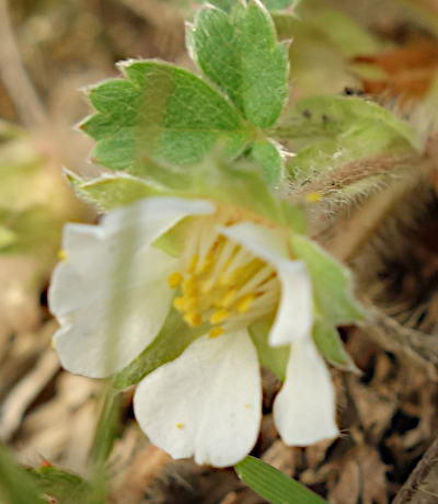 potentilla sterilis