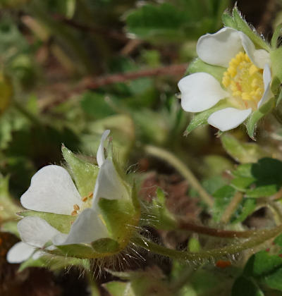 potentilla sterilis