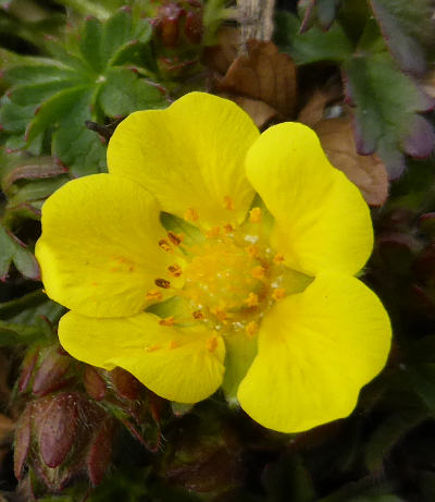 potentilla verna