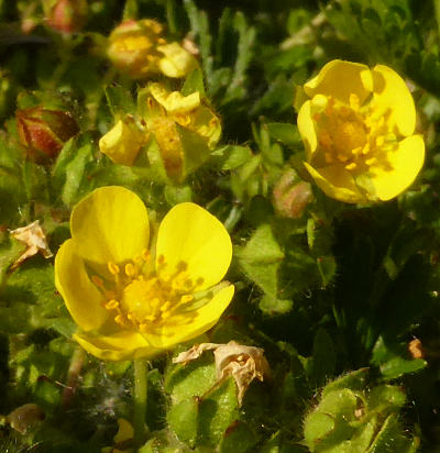 potentilla verna