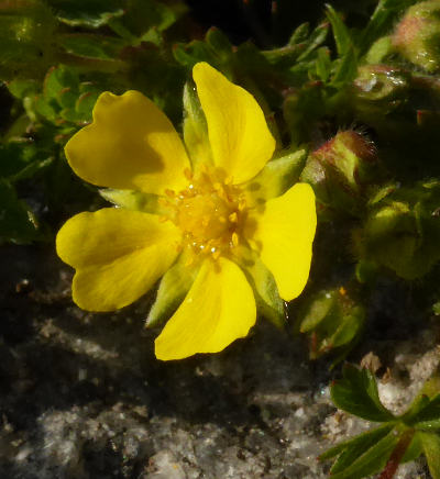 potentilla verna