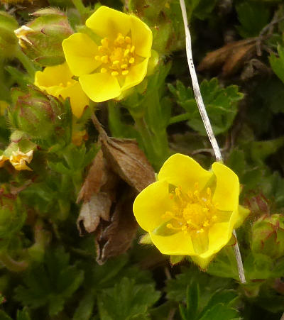 potentilla verna