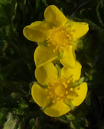 potentilla verna