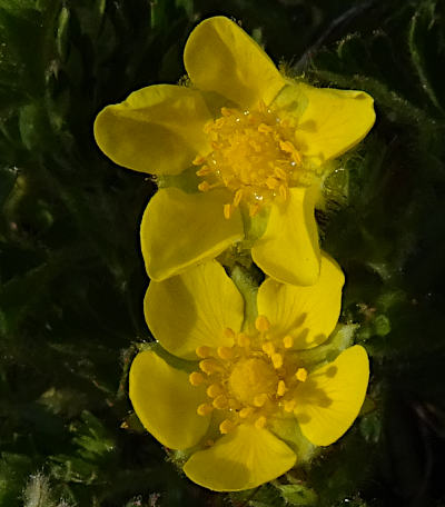 potentilla verna