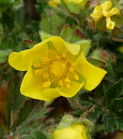 potentilla verna