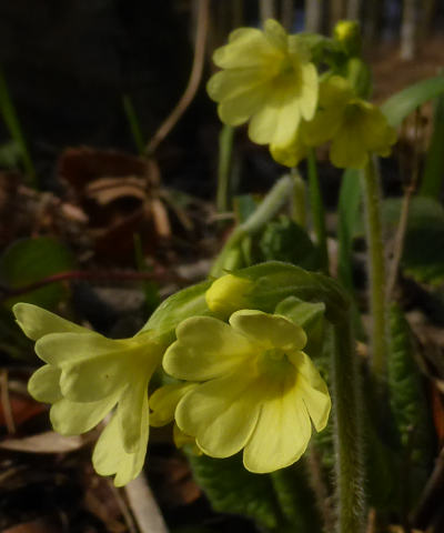 primula elatior