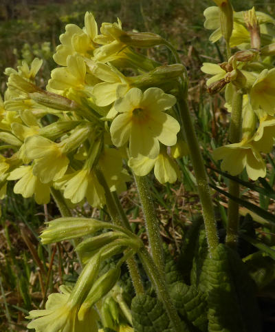 primula elatior