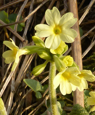 primula elatior