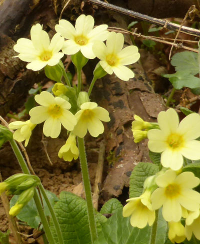 primula elatior