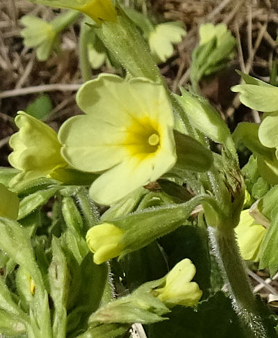 primula elatior