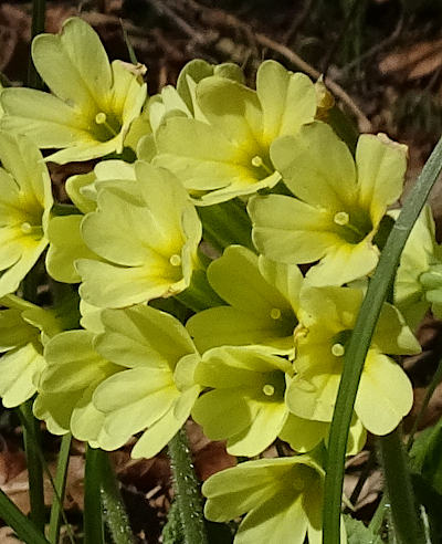 primula elatior