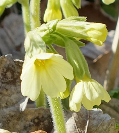 primula elatior