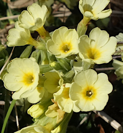 primula elatior