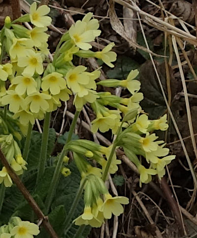 primula elatior