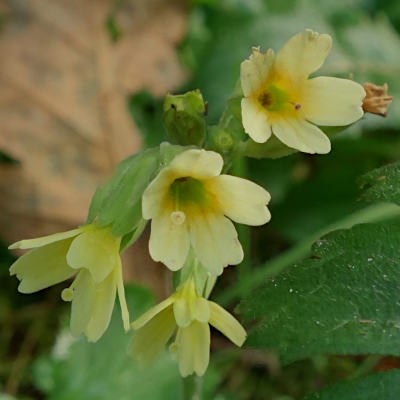 primula elatior