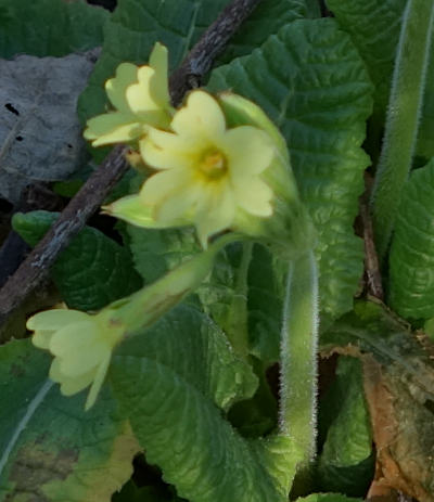 primula elatior