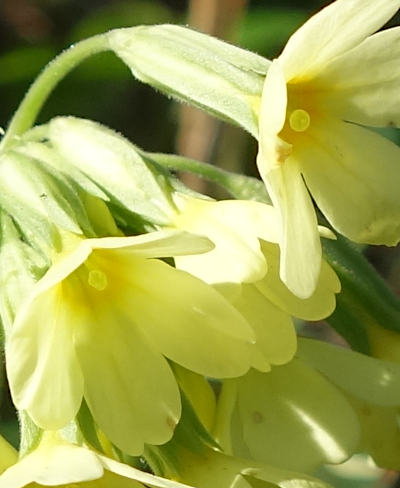 primula elatior