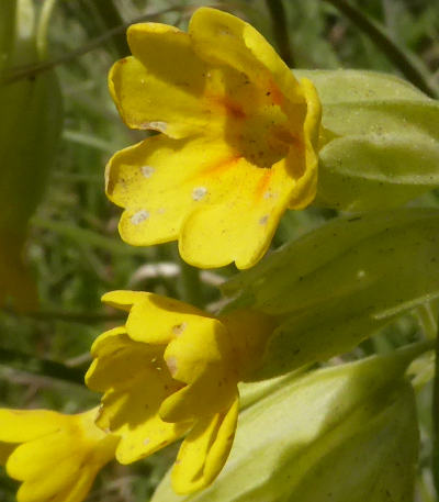 primula veris