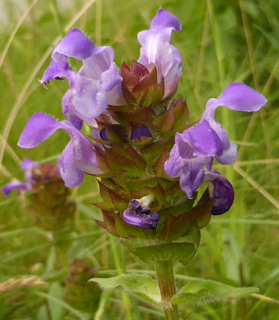 prunella grandiflora