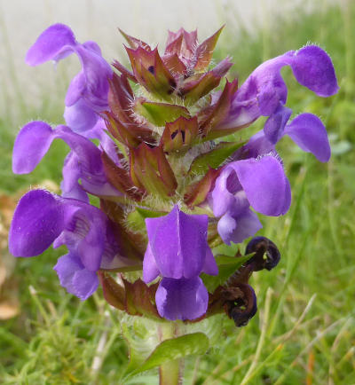 prunella grandiflora