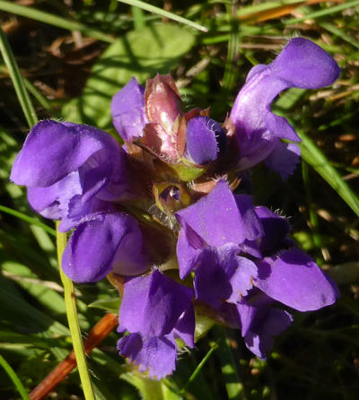 prunella grandiflora