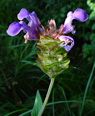 prunella grandiflora