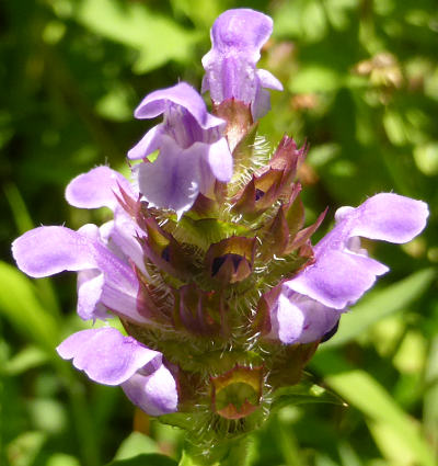 prunella vulgaris