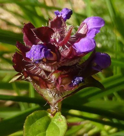 prunella vulgaris