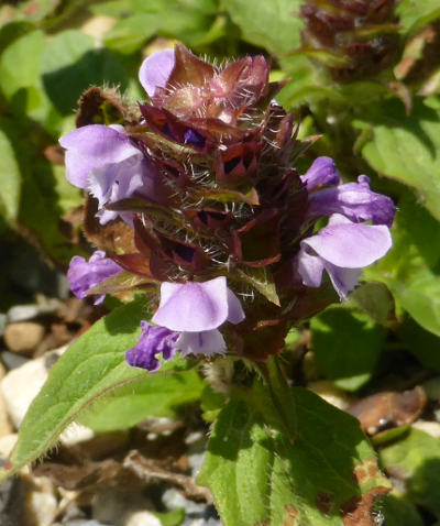 prunella vulgaris