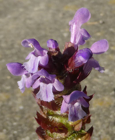 prunella vulgaris