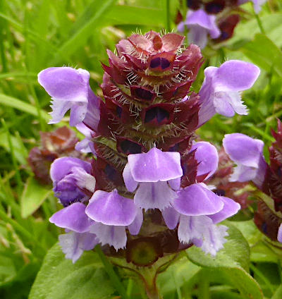 prunella vulgaris