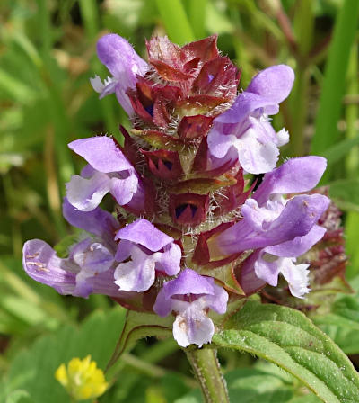 prunella vulgaris