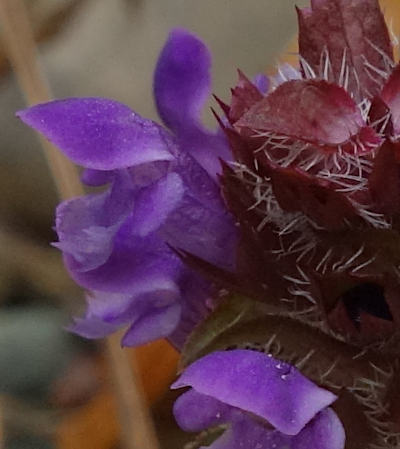 prunella vulgaris