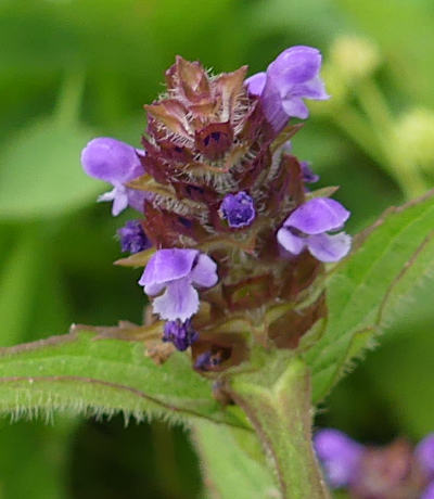 prunella vulgaris