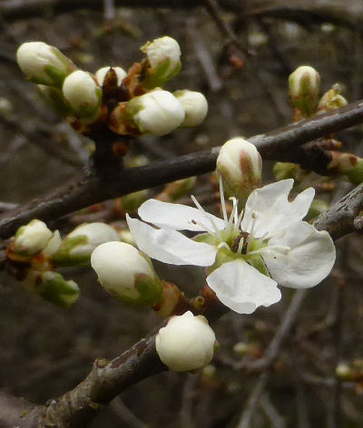 prunus spinosa