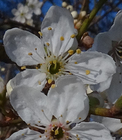 prunus spinosa