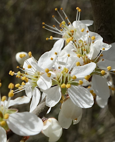 prunus spinosa