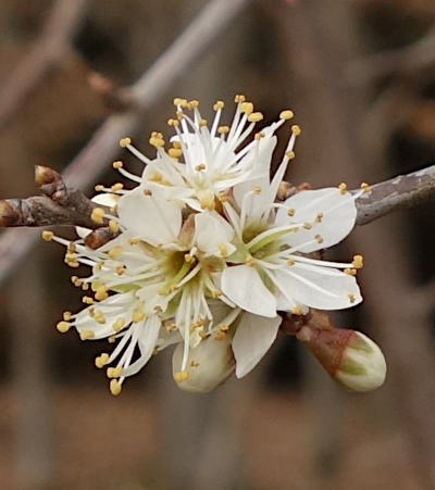 prunus spinosa