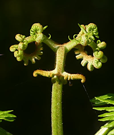 pteridium aquilinum