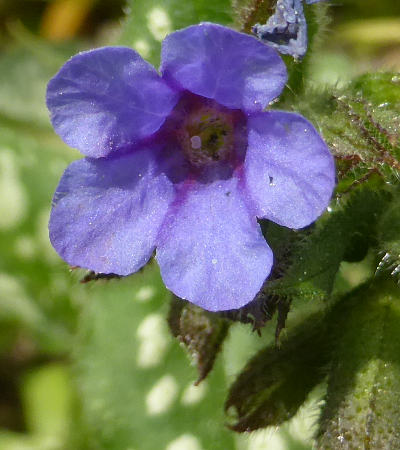 pulmonaria officinalis