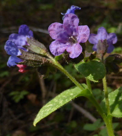 pulmonaria officinalis