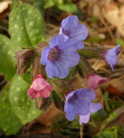 pulmonaria officinalis