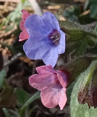 pulmonaria officinalis