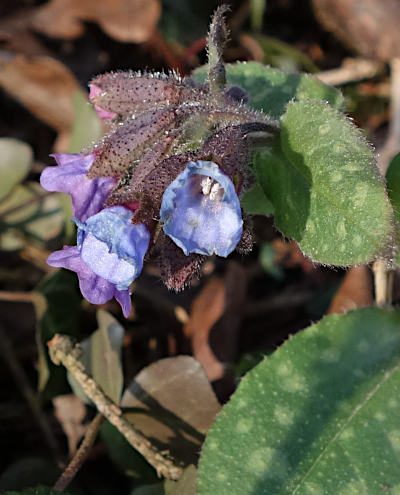 pulmonaria officinalis