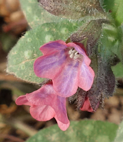 pulmonaria officinalis