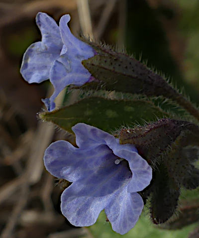 pulmonaria officinalis