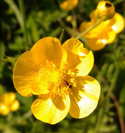 ranunculus acris