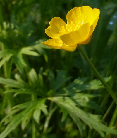 ranunculus-acris