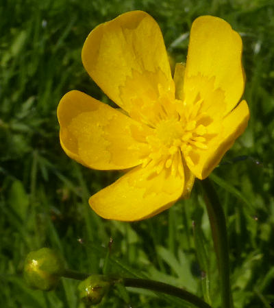 ranunculus acris